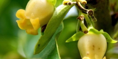 Goveđe srce sorte draguna: opis, fotografija, recenzije